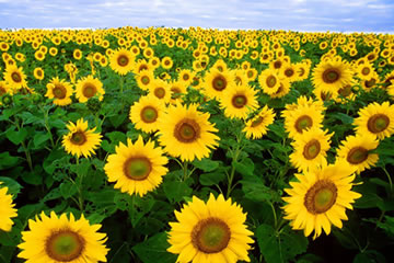 Girass�is